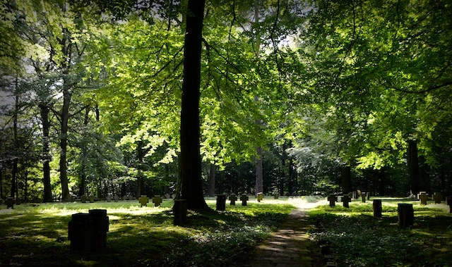 un cimetière avec un arbre
